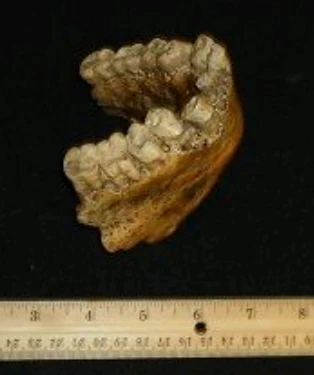Gigantopithecus Jaw cast replica #1 - Image 6