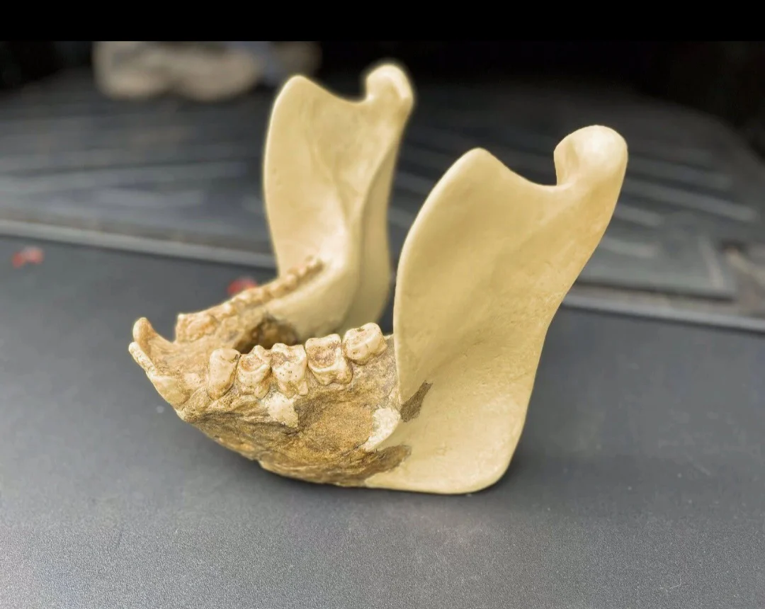 Gigantopithecus skull #1 Gigantopithecus blacki Reconstruction Price updated 2023 - Image 8