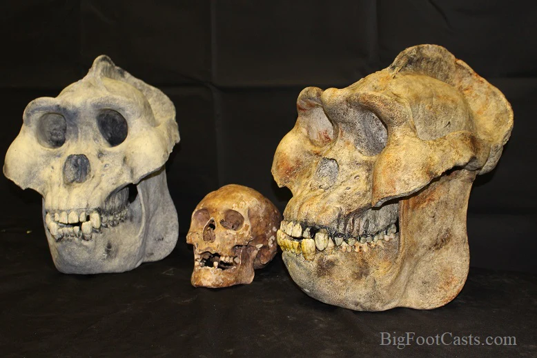 Gigantopithecus skull #2 Gigantopithecus blacki  Reconstruction - Image 12