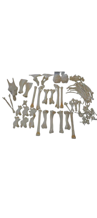 Giraffe 14 ft tall female giraffe skeleton - Image 4