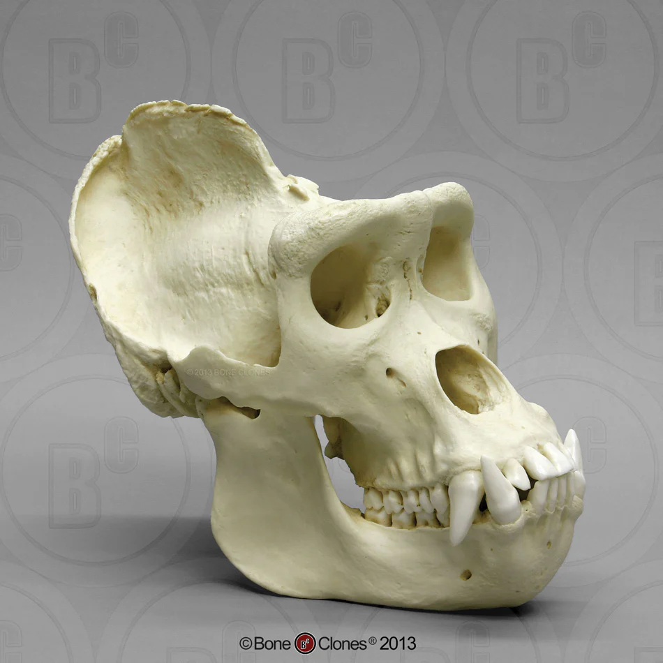 Gorilla Skull cast replica BC-036 updated 2023