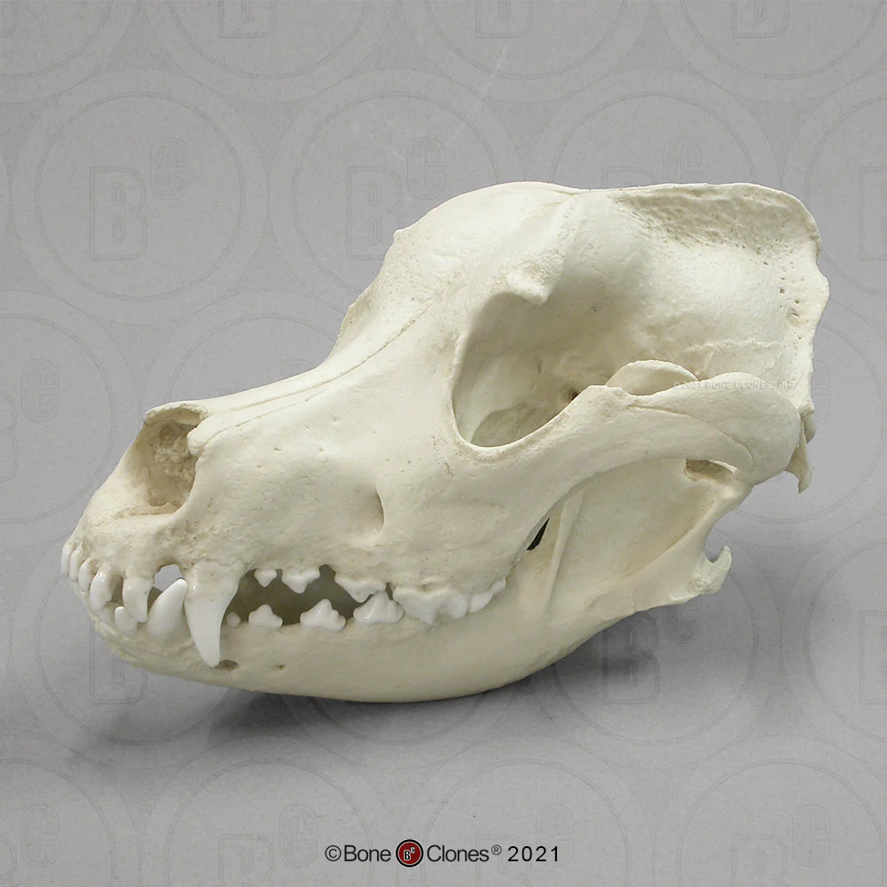 Great Dane skull cast replica #1 reproduction Bone Clones (1/26) - Image 2