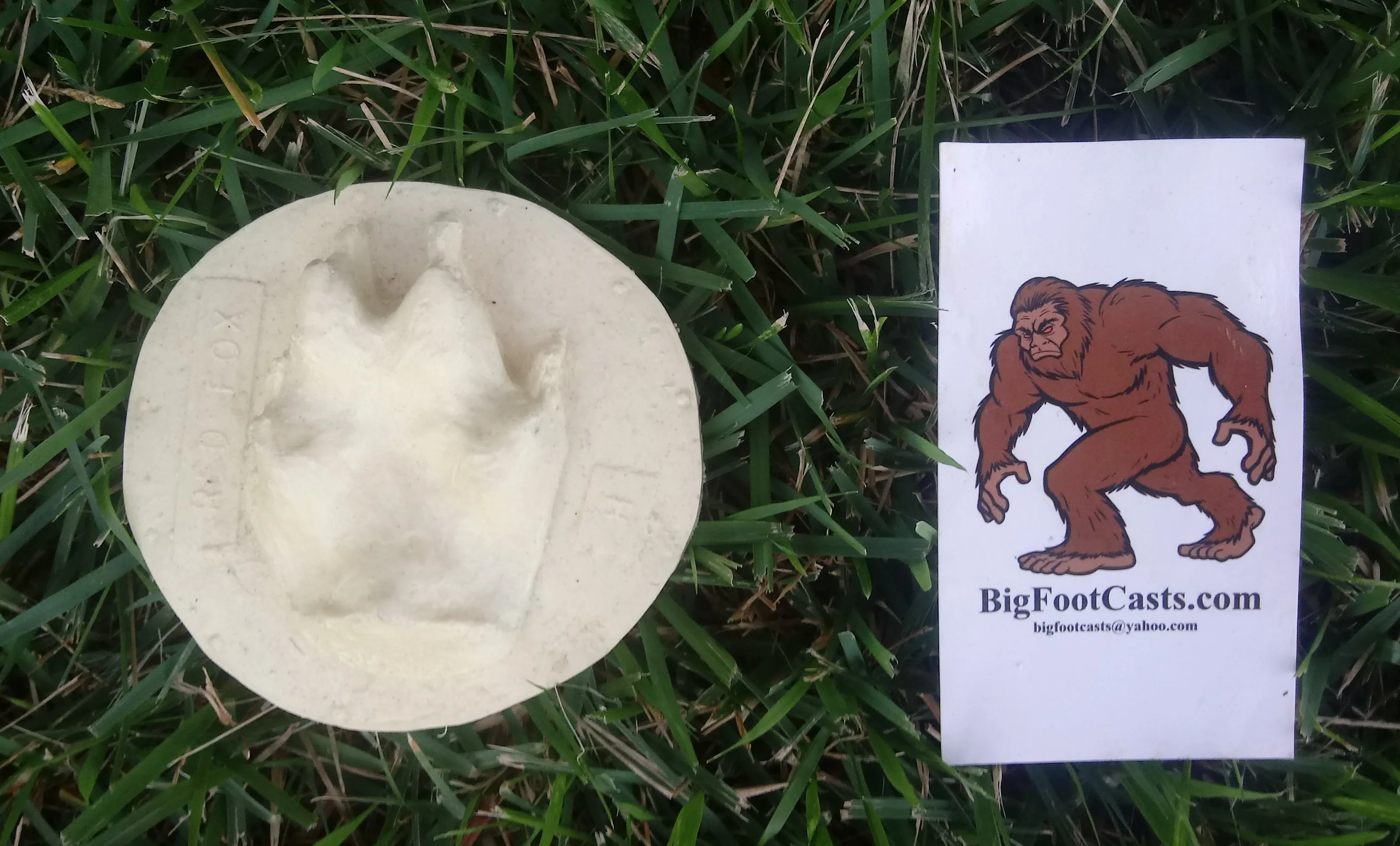 Red fox footprint cast replica - Image 2