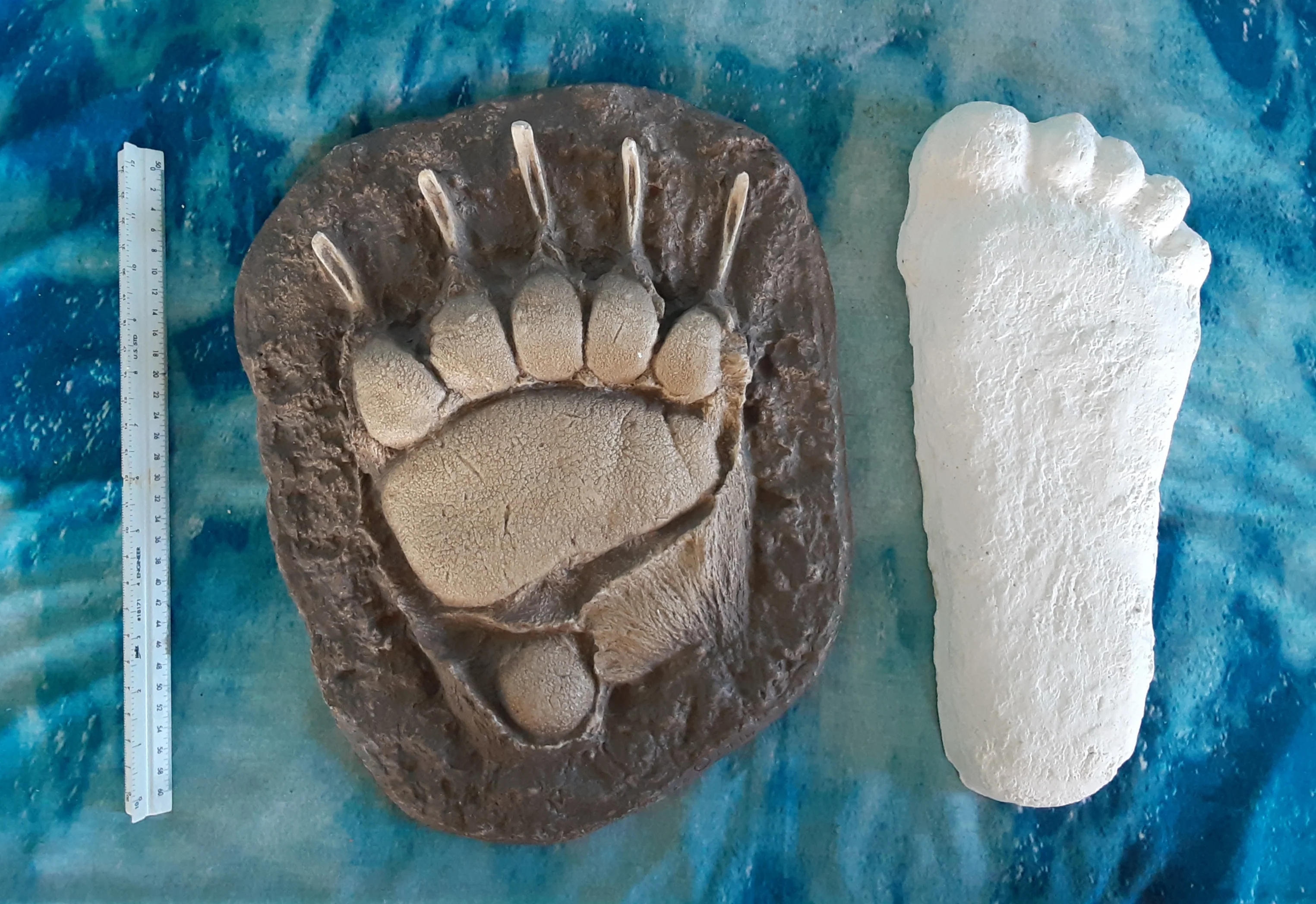 Grizzly Bear Track #4 Front Footprint Track Cast Replica Left Foot from a Grizzly Bear Track Reproduction - Image 8