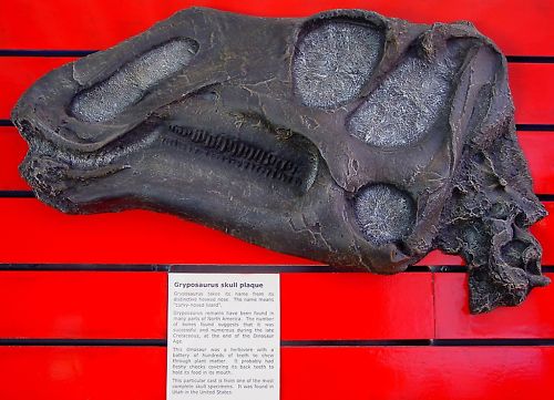 Gryposaurus Skull Plaque cast replica Dinosaur - Image 2