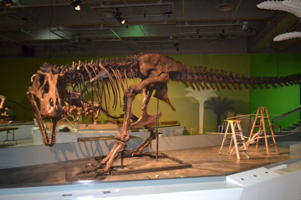 (Half) T.rex femur cast replica #1 Ivan the T-Rex - Image 7