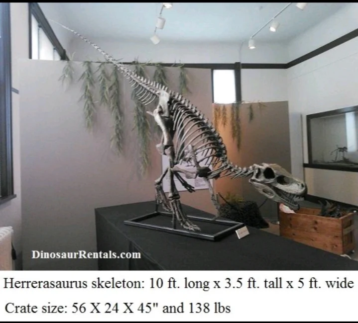 Herrerasaurus skeleton cast replica dinosaur for sale or rent - Image 4
