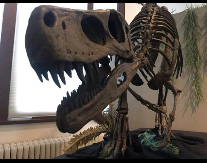 Herrerasaurus skeleton cast replica dinosaur for sale or rent - Image 8