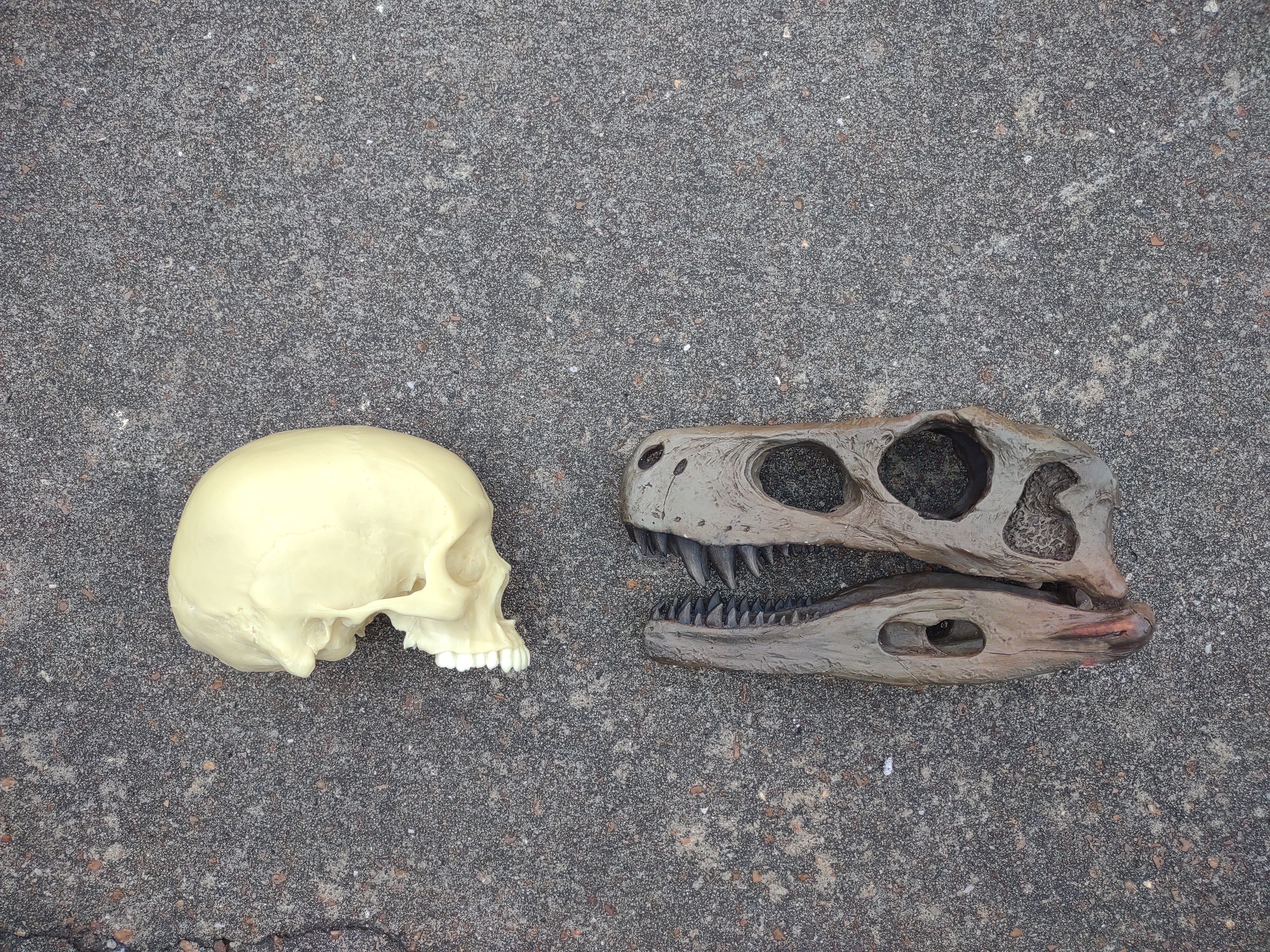Herrerasaurus skull cast replica dinosaur for sale or rent - Image 3