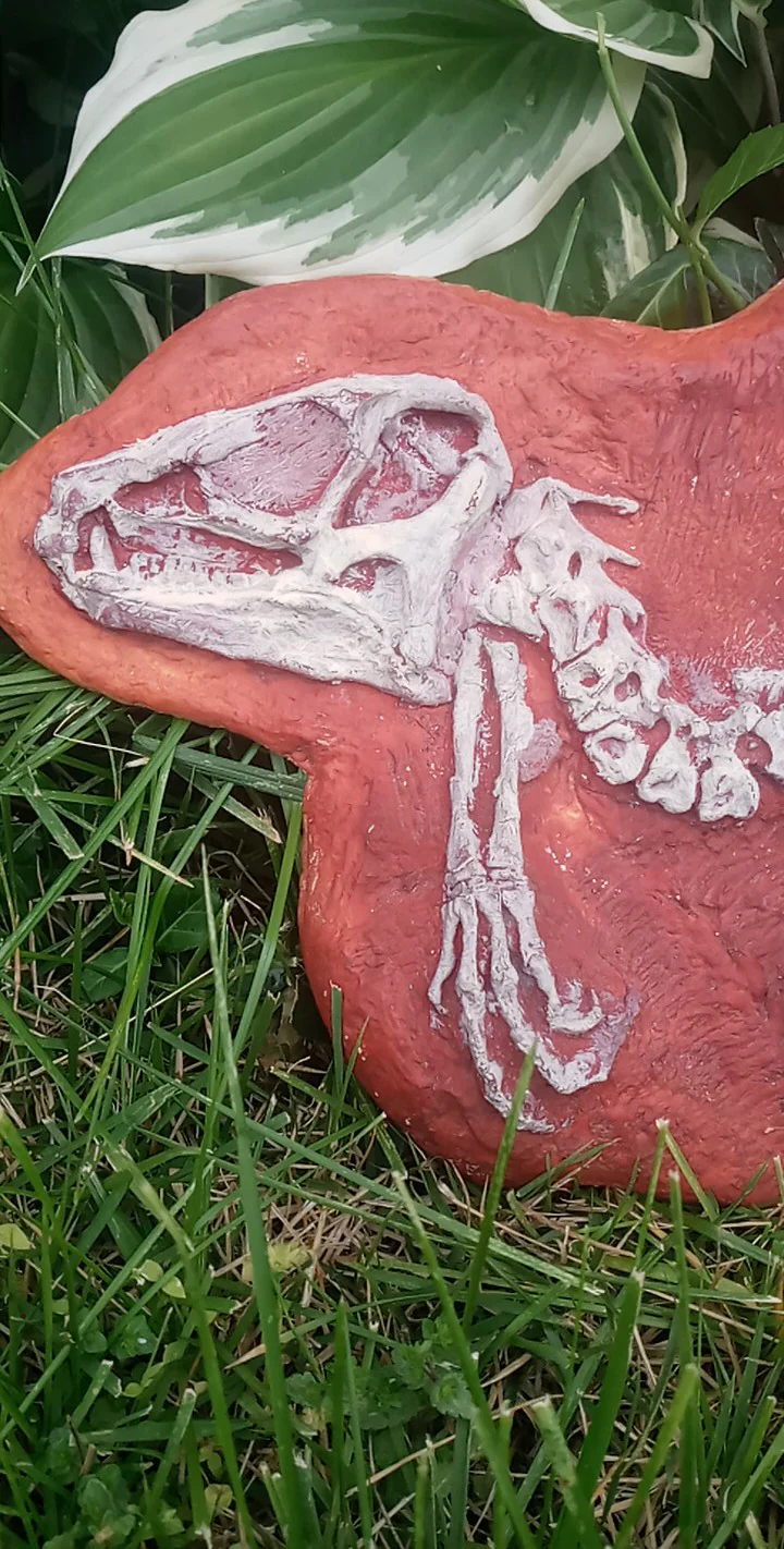 Heterodontosaurus skeleton cast replica - Image 10
