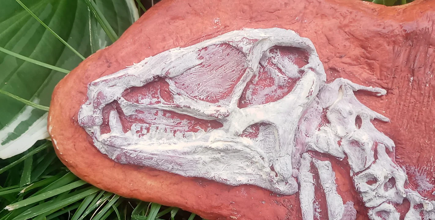 Heterodontosaurus skeleton cast replica - Image 9