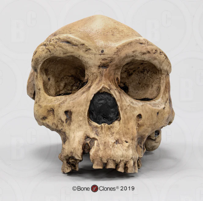 Homo heidelbergensis cranium replica Full-size cast 2023 - Image 2