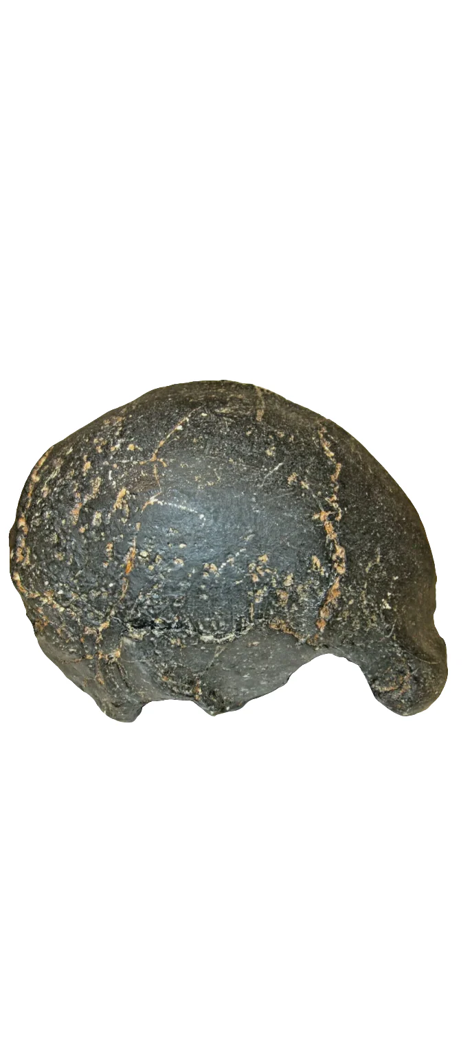 Homo erectus hominid skull cast replica SM3 - Image 15