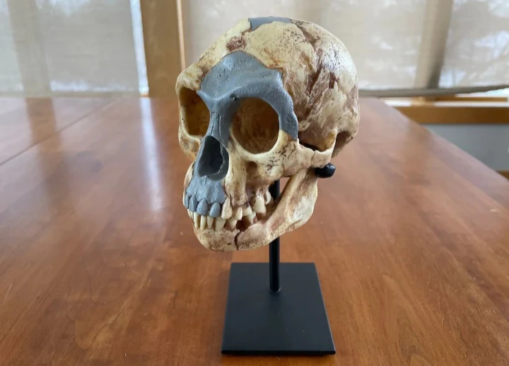 Homo floresiensis Skull (Flores Skull LB1)

Hobbit skull cast reconstruction 2023 price - Image 3