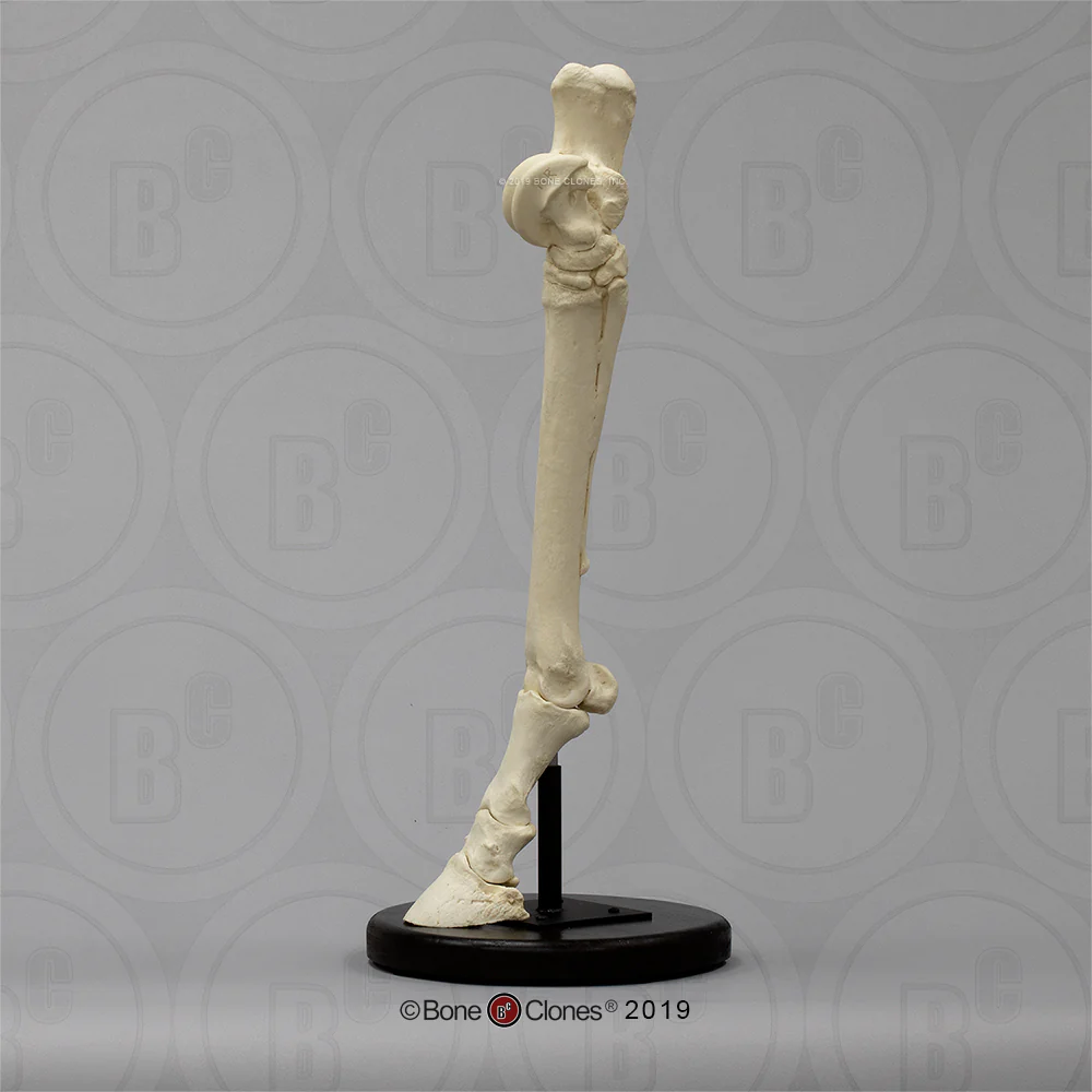 Horse Horse Hind Foot
Cast Replicas Bone Clones 2026 - Image 2