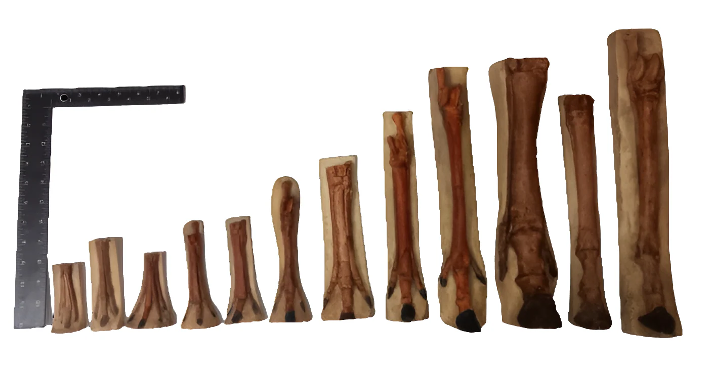 Horse legs and hooves cast replicas (Teaching quality) painted - Image 30