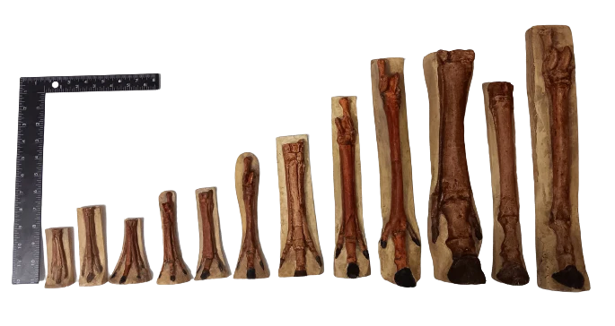 Horse legs and hooves cast replicas (Teaching quality) painted - Image 5