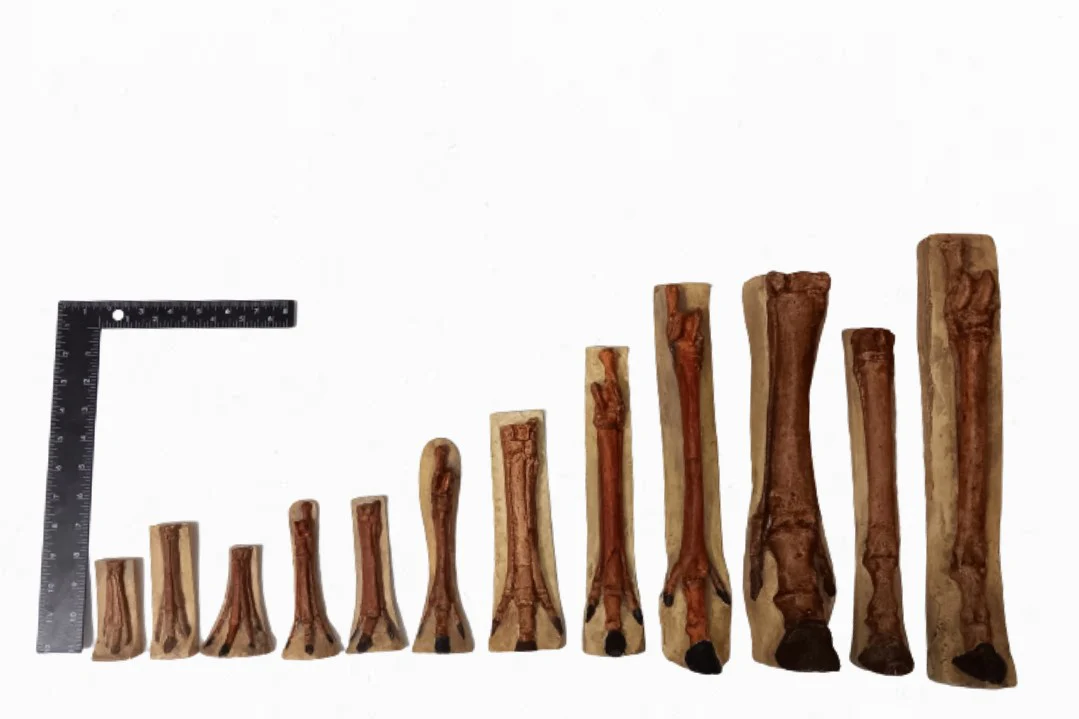 Horse legs and hooves cast replicas (Teaching quality) painted - Image 6