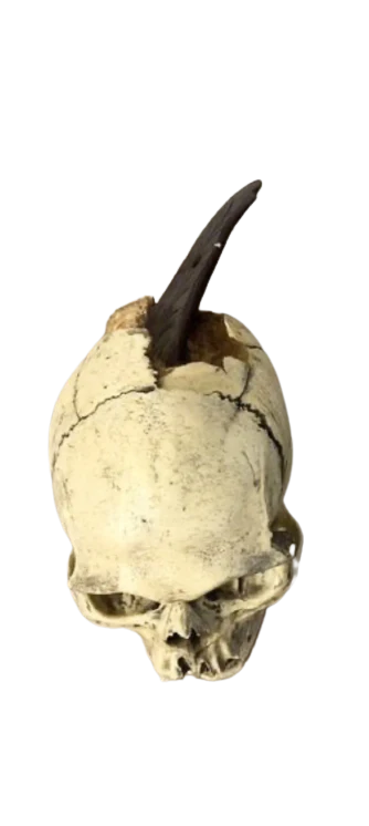 Spanish Conquistador Human Skull with Broad Ax Trauma Human skull Ax cast replica Bone Clones (Updated 12/25) - Image 2