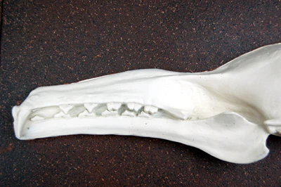 Hypsignathus monstrosus, hammer-head bat skull profile  cast replica - Image 2