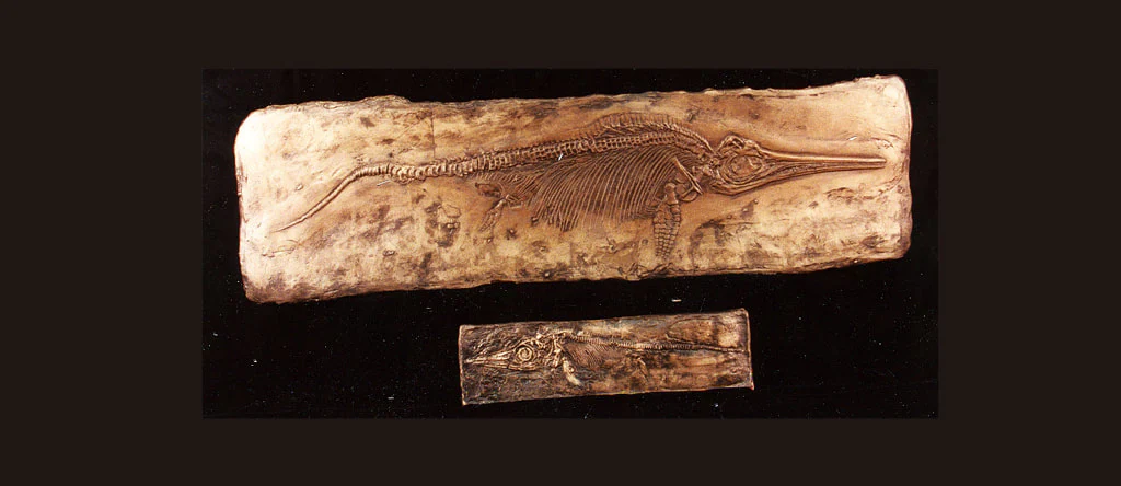 Ichthyosaur Large Panel cast replica



Ichthyosaurus