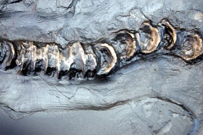 Ichthyosaurus, 48-inch Skeleton #1010 replica - Image 7