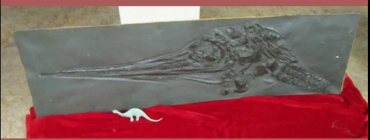Ichtyosaurus cast Excalibosaurus marine reptile (TMF ICHTY 2) - Image 8
