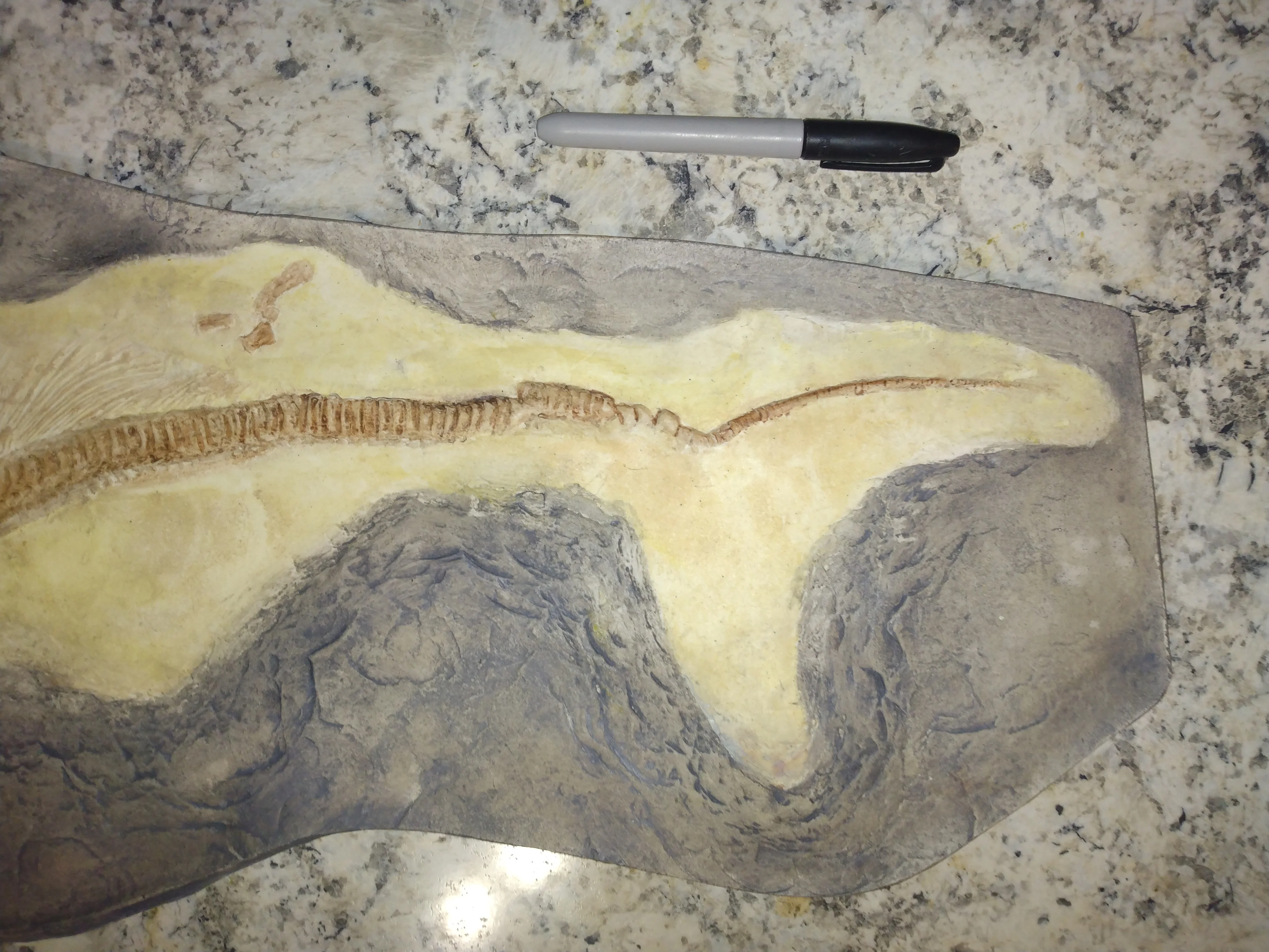 Ichtyosaurus skeleton cast replica (TMF ICHTY 1) - Image 9