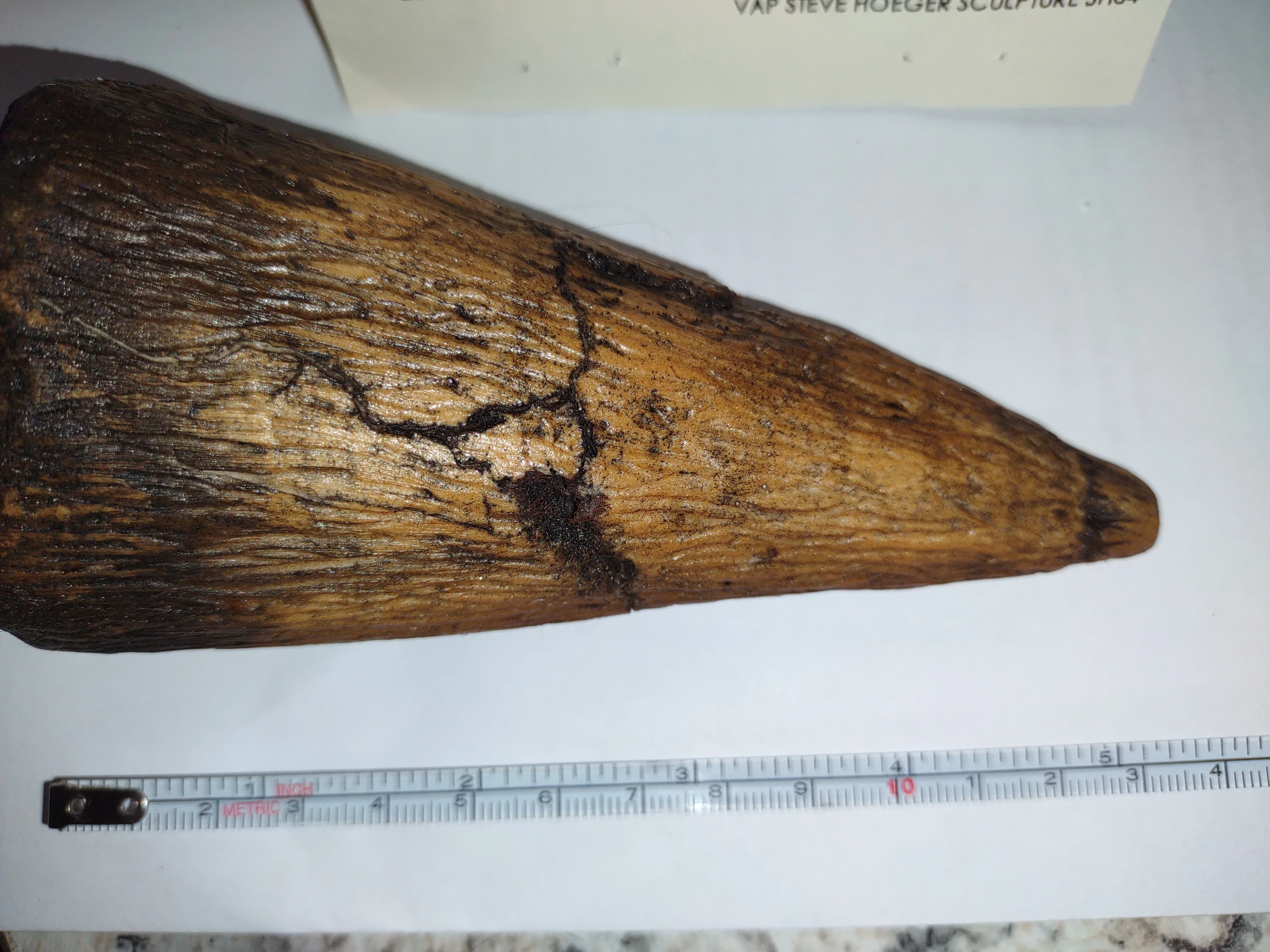 Iguanodon Thumb Spike claw cast replica - Image 11