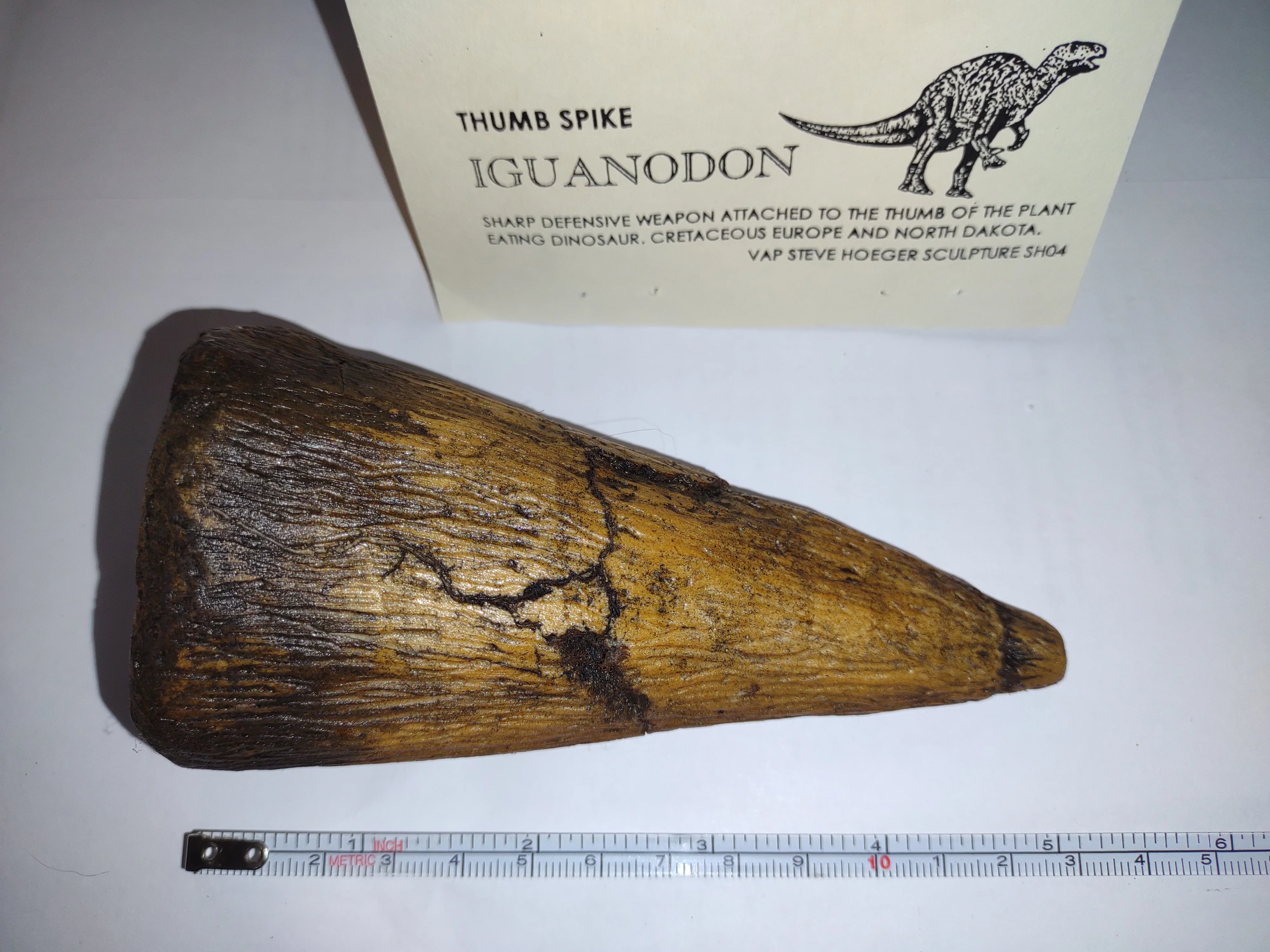 Iguanodon Thumb Spike claw cast replica - Image 12