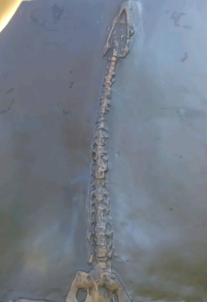 International shipping Plesiosaurus Skeleton cast replica marine reptile - Image 3