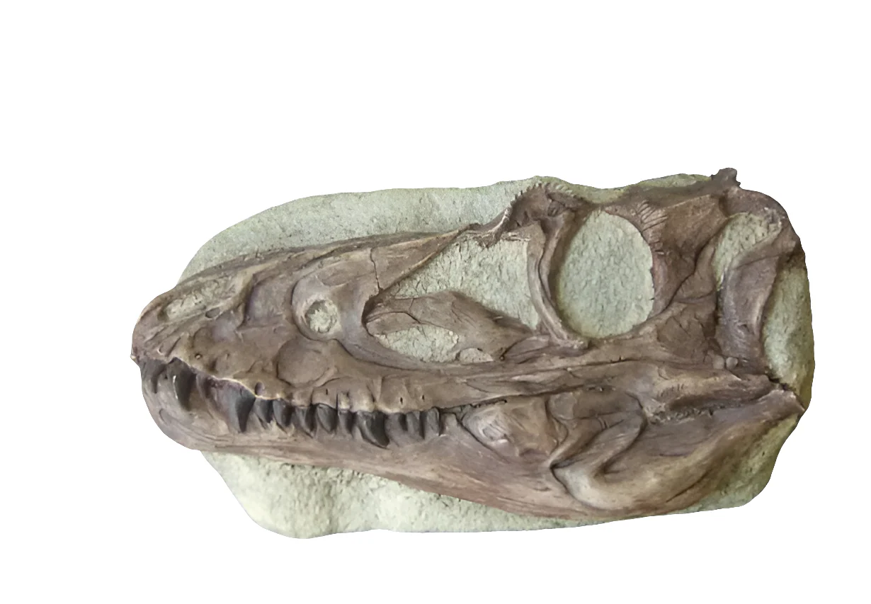 Juvenile Tyrannosaurus Rex T.rex Skull cast replica T-rex - Image 11