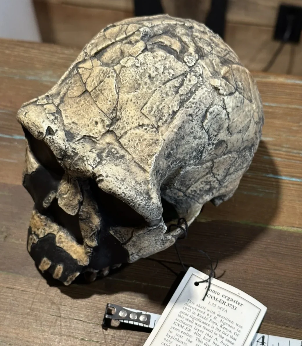 KNM-ER 1813

Homo habilis cast replica (skull only) Updated 2025 - Image 3