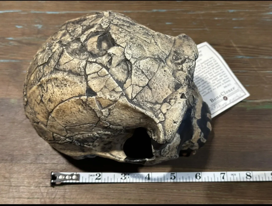 KNM-ER 1813

Homo habilis cast replica (skull only) Updated 2025 - Image 5