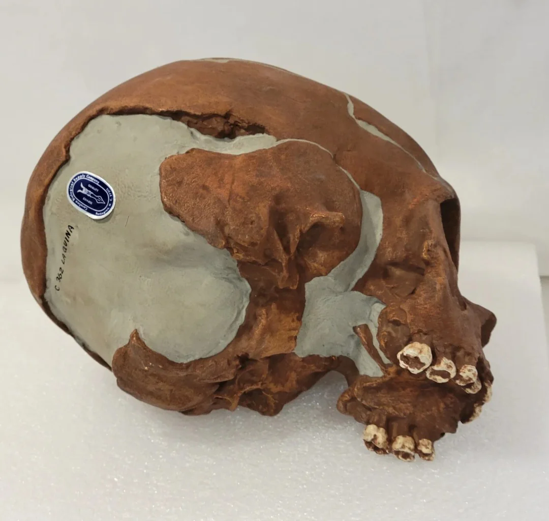 La Quina Neanderthal Child Hominid skull cast replicas - Image 6