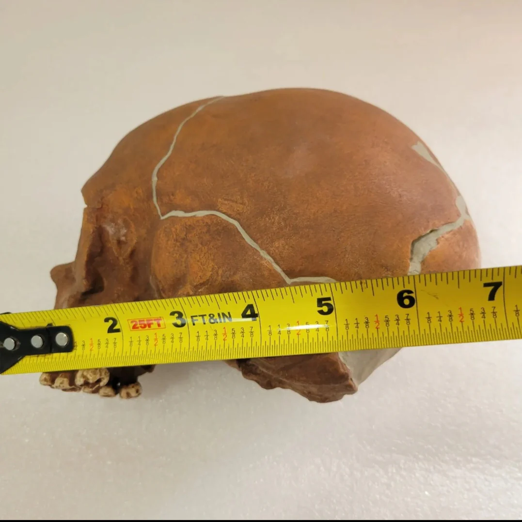 La Quina Neanderthal Child Hominid skull cast replicas - Image 8