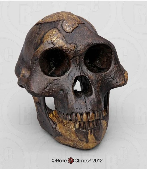 Lucy Australopithecus afarensis skull replica cast Light version Updated 2025 Bone Clones - Image 6