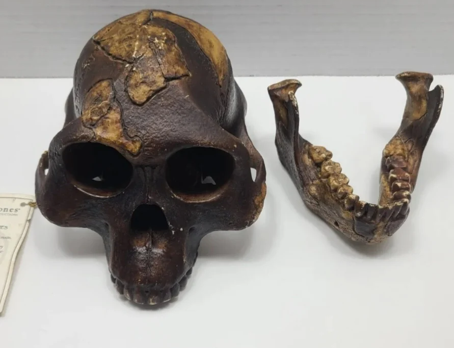 Lucy Australopithecus afarensis skull replica cast BH Bone Clones BH-021-T (1/26) - Image 2