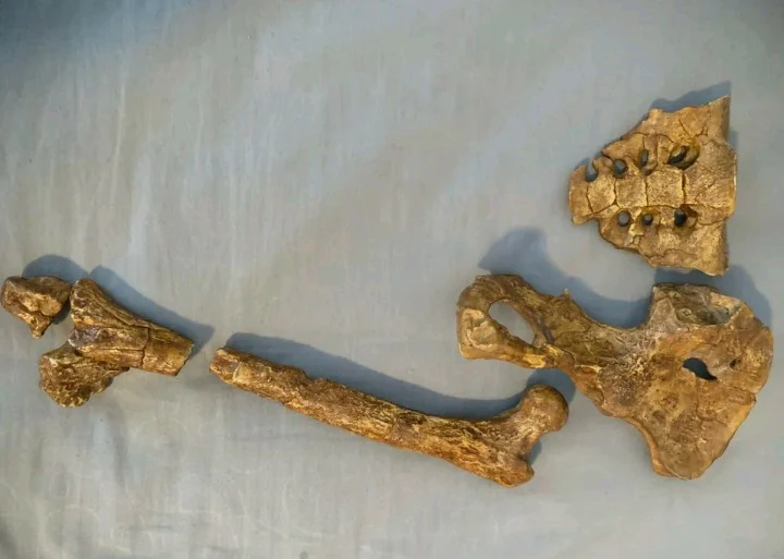 Lucy Pelvis Australopithecus afarensis pelvis hips cast replica Price Updated 2025 Bone Clones - Image 2