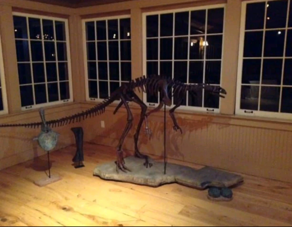 Lufengosaurus skeleton cast replica dinosaur for sale or rent - Image 11