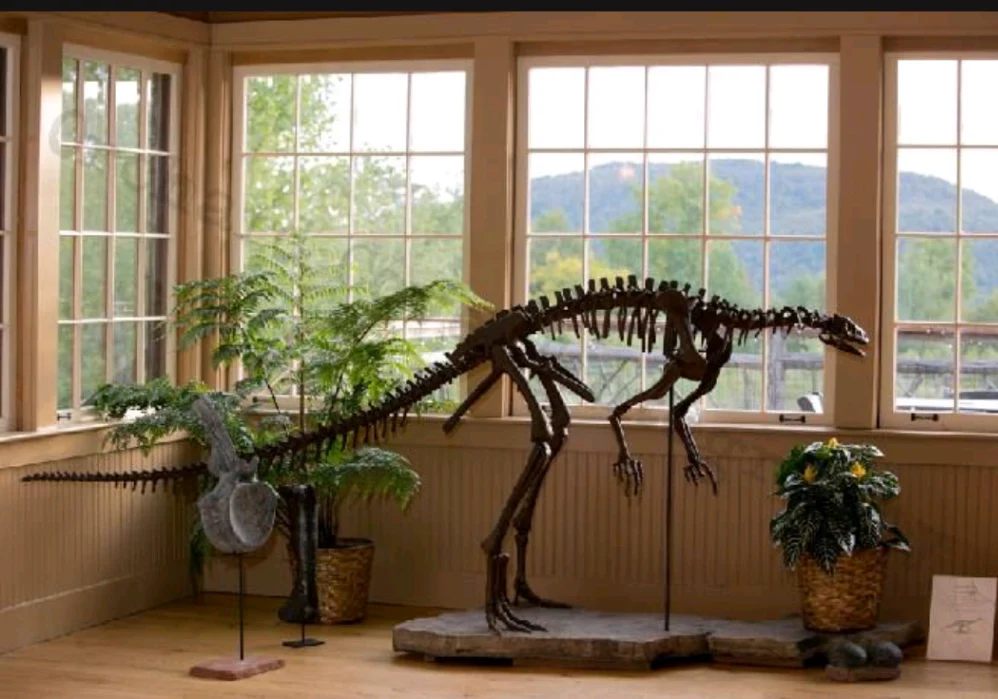 Lufengosaurus skeleton cast replica dinosaur for sale or rent - Image 2