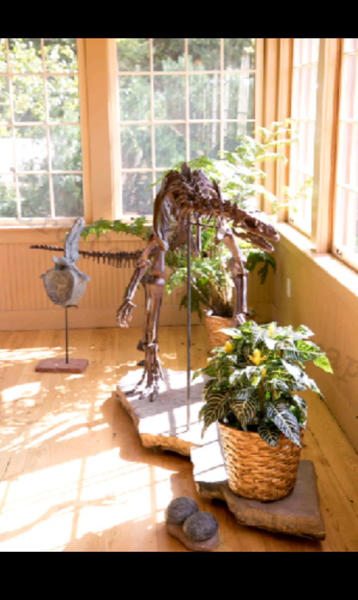 Lufengosaurus skeleton cast replica dinosaur for sale or rent - Image 36