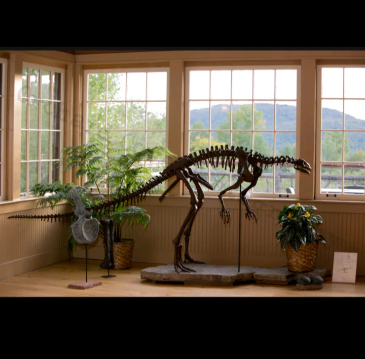 Lufengosaurus skeleton cast replica dinosaur for sale or rent - Image 41