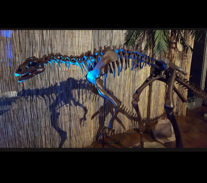 Lufengosaurus skeleton cast replica dinosaur for sale or rent - Image 43