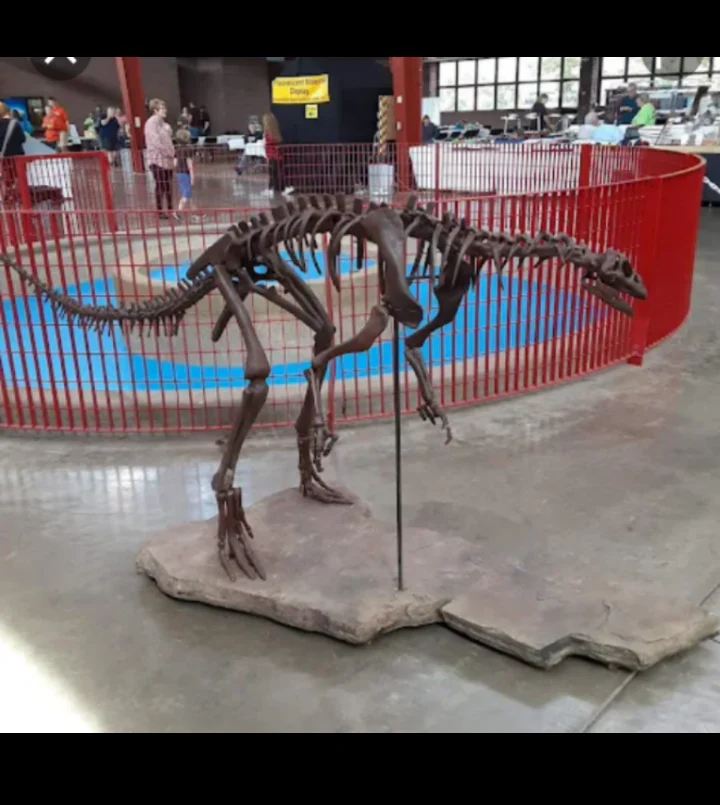 Lufengosaurus skeleton cast replica dinosaur for sale or rent - Image 44