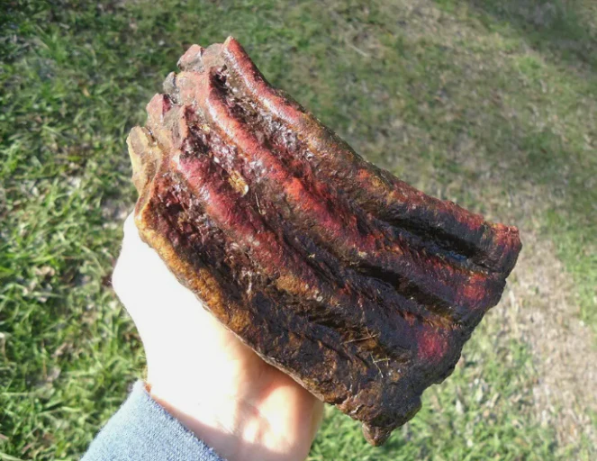 Mammoth: Colorful Fossil Mammoth tooth - Image 6