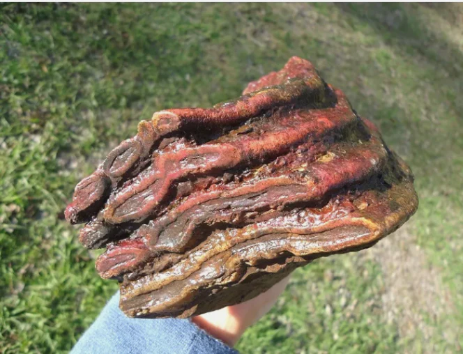 Mammoth: Colorful Fossil Mammoth tooth - Image 7