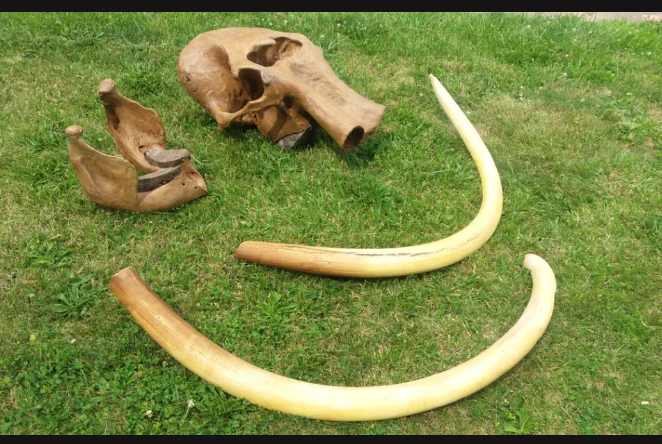 Mammoth Skull cast replica #1 with tusks Pleistocene. Ice Age - Image 10