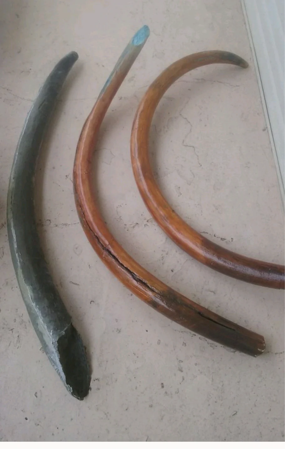 Mammoth Skull cast replica #1 with tusks Pleistocene. Ice Age - Image 15