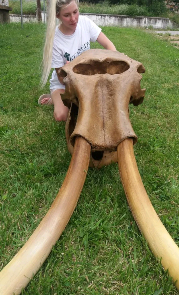 Mammoth Skull cast replica #1 with tusks Pleistocene. Ice Age - Image 5